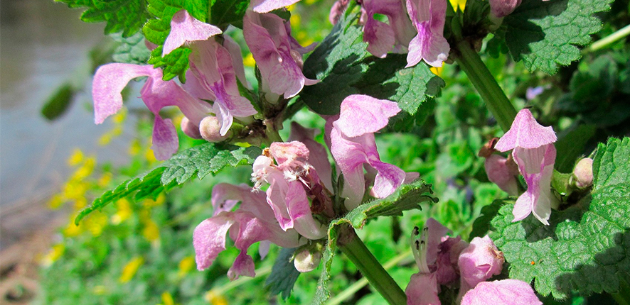 Violetas salvajes