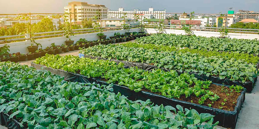 Huerto Urbano: Un oasis en medio de la ciudad