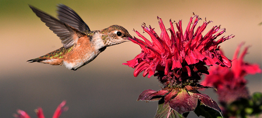 aves polinizadoras