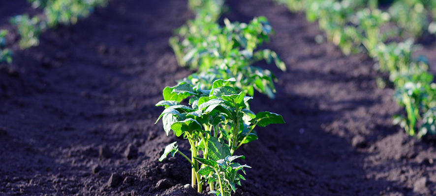 correcta separación entre plantas