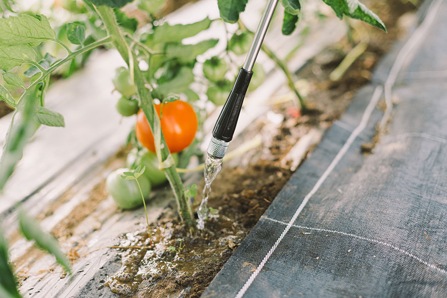 matabi dispenser for tomatoes