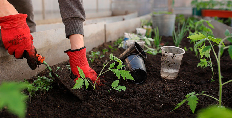 cuando transplantar el tomate de maceta a huerta