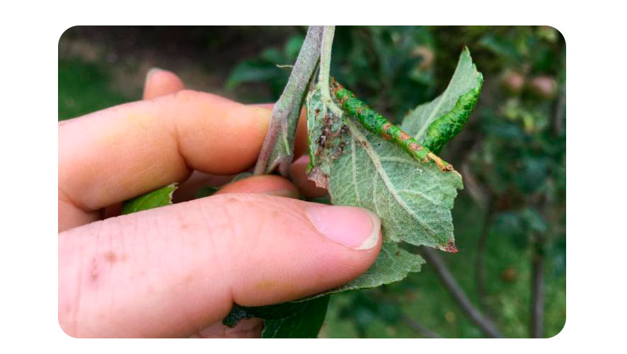 daño de pulgones en las plantas