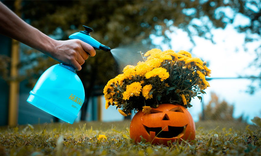 Calabaza halloween y crisantemos