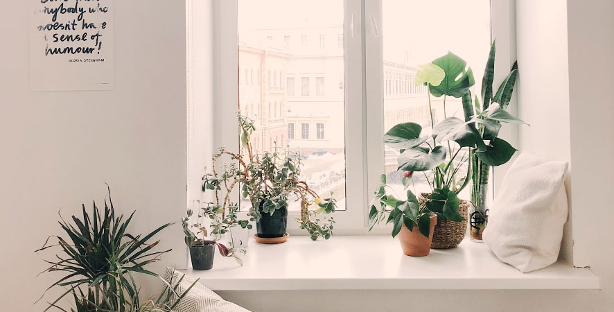 como colocar las plantas en casa