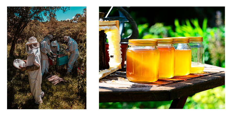 Apoya tus apicultores locales en el día mundial de las abejas