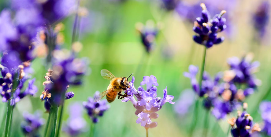 la lavanda y las abejas