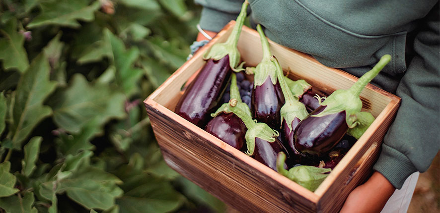 eggplant barbacue