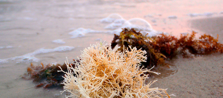 engrais naturel algues marines