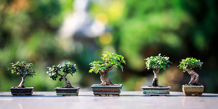 bonsai father's day