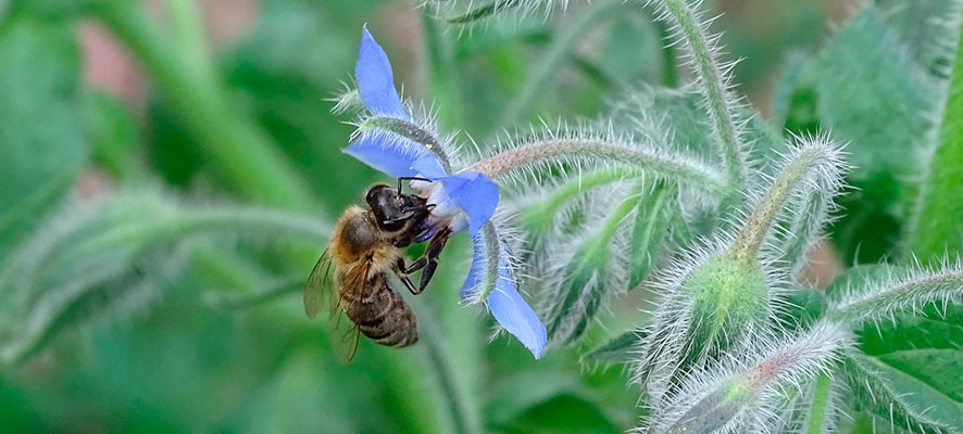 beneficios de plantar borraja en la huerta