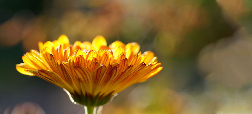 beneficios de la calendula