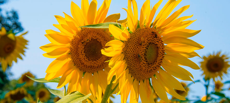 beneficios de los girasoles en la huerta