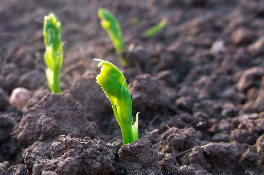 quoi cultuver en novembre petit pois