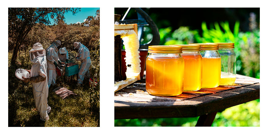 miel organique, soutien aux apiculteurs locaux 