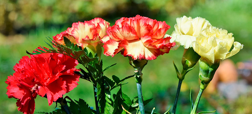 claveles, la flor de España