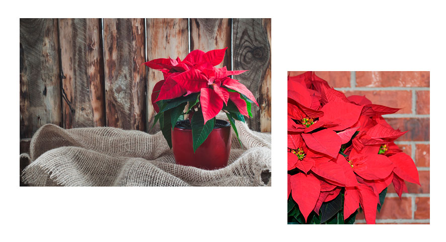 cómo cuidar la Poinsettia en Navidades