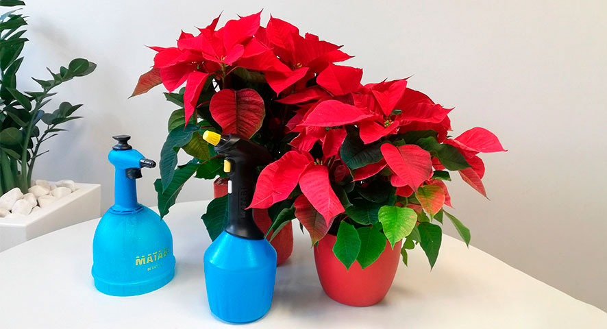 How to take care of poinsettias