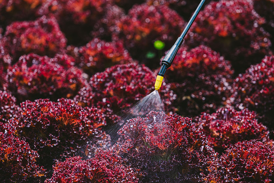 Le potager en août, l'arrosage