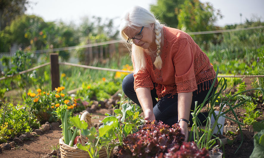 how to grow vegetables at home