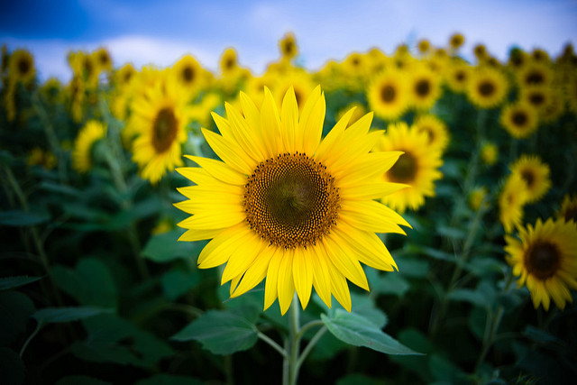 Flores de verano