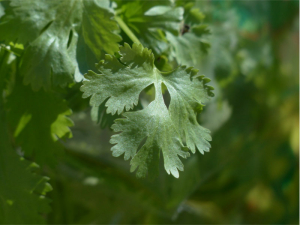 cilantro