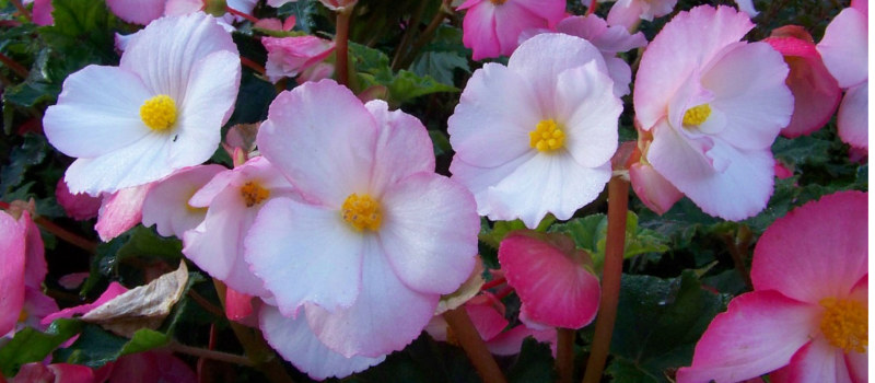 Qué flores plantar en Mayo