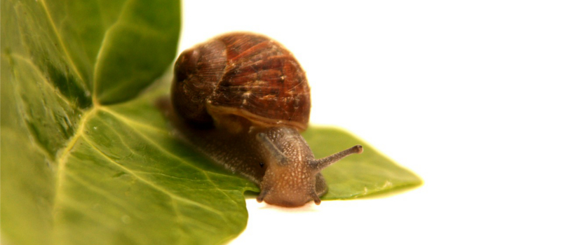 Cómo eliminar caracoles y limacos del jardín y huerta