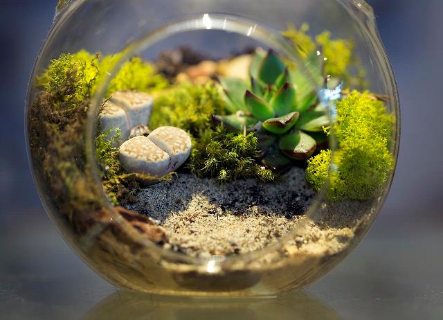 cómo hacer un terrario con plantas