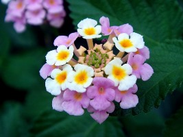 flores de verano : lantana