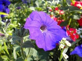 flores de verano : petunia