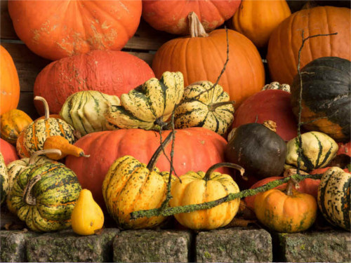 El huerto en verano calabaza