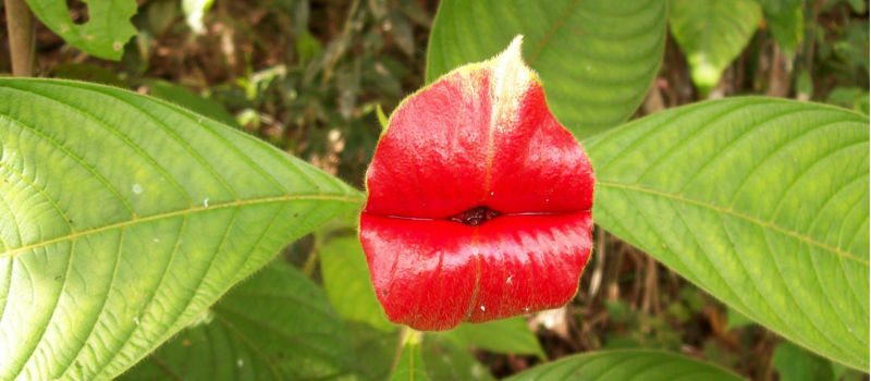 La flor del beso: Psychotria Elata