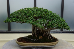 bonsai_regalo