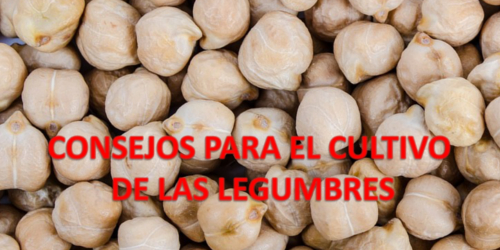 Consejos para el cultivo de las legumbres