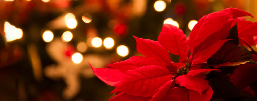 Entretenir le Poinsettia, étoile de Noël