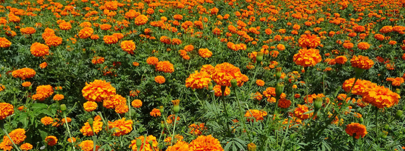 Plantas más resistentes al frío II