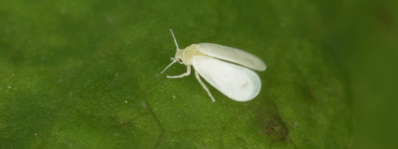 Cómo combatir la MOSCA BLANCA