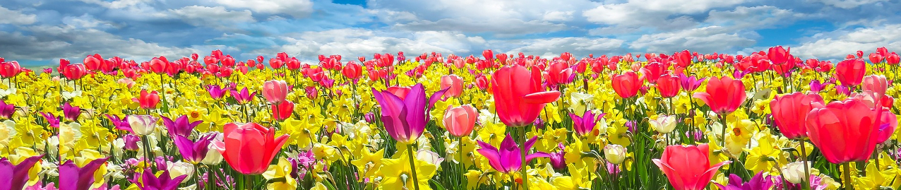 Cuidado de las plantas en primavera