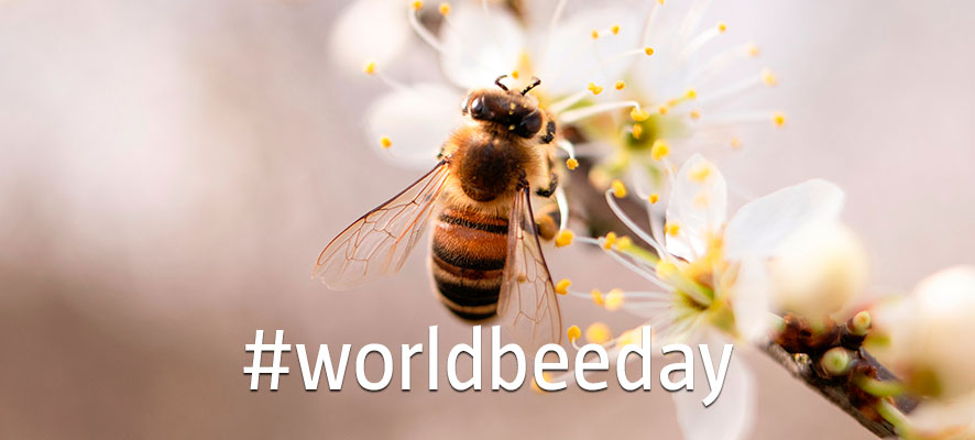 World Bee Day