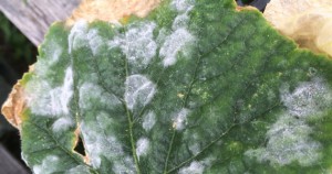 Enfermedad del oidio en una planta