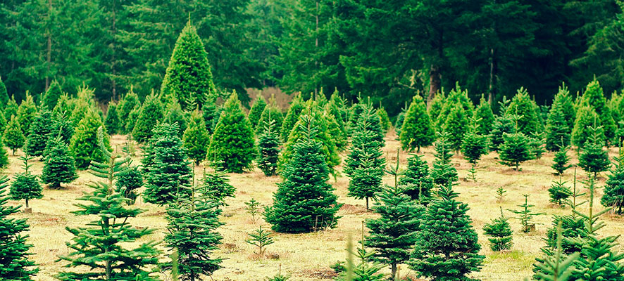 benefits of having a natural christmas tree