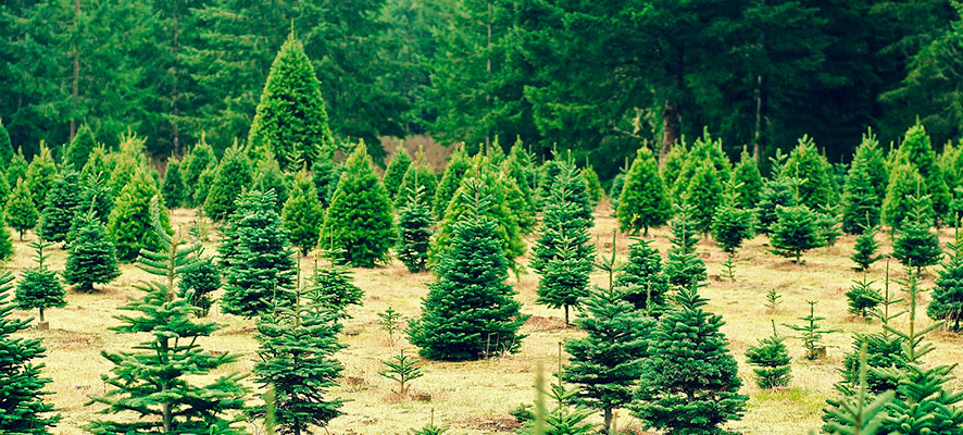 beneficios de poner un árbol natural en navidades