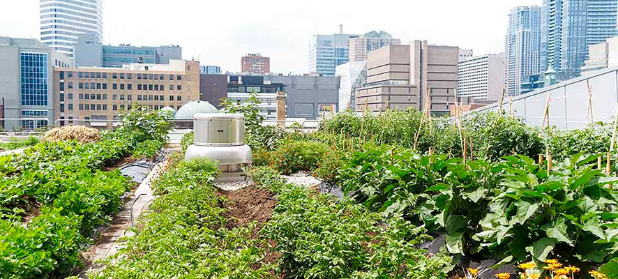 huerto urbano, un oasis en medio de la ciudad