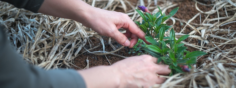 6 beneficios de la Jardinería para la salud