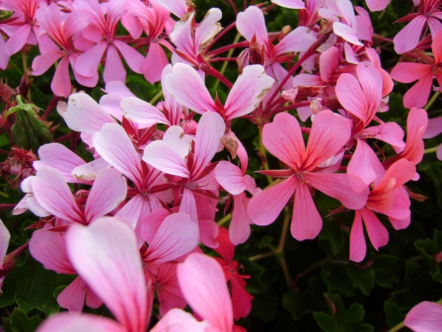 Flores de Otoño