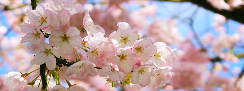 TAREAS DEL JARDIN EN ABRIL