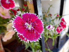 clavelina flores de verano