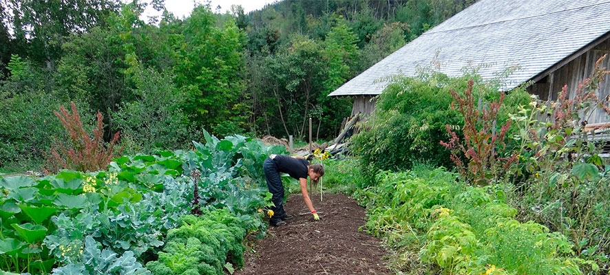 how to have a productive garden all year long