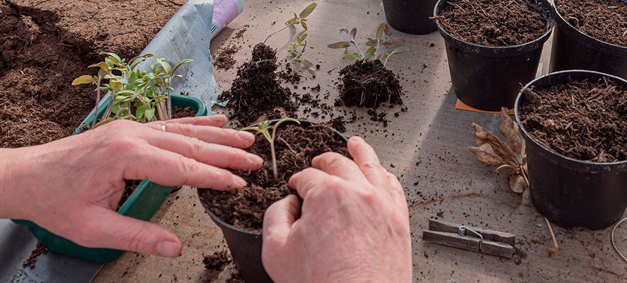 how to grow tomatoes